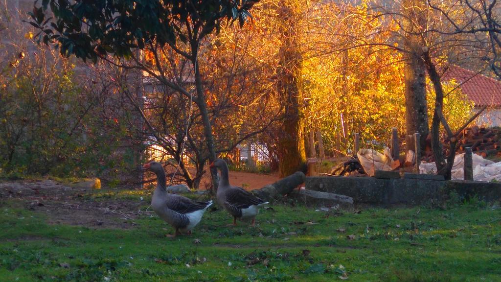 Alvores Do Tempo - Quinta De Turismo Rural Guest House Castro Daire Luaran gambar